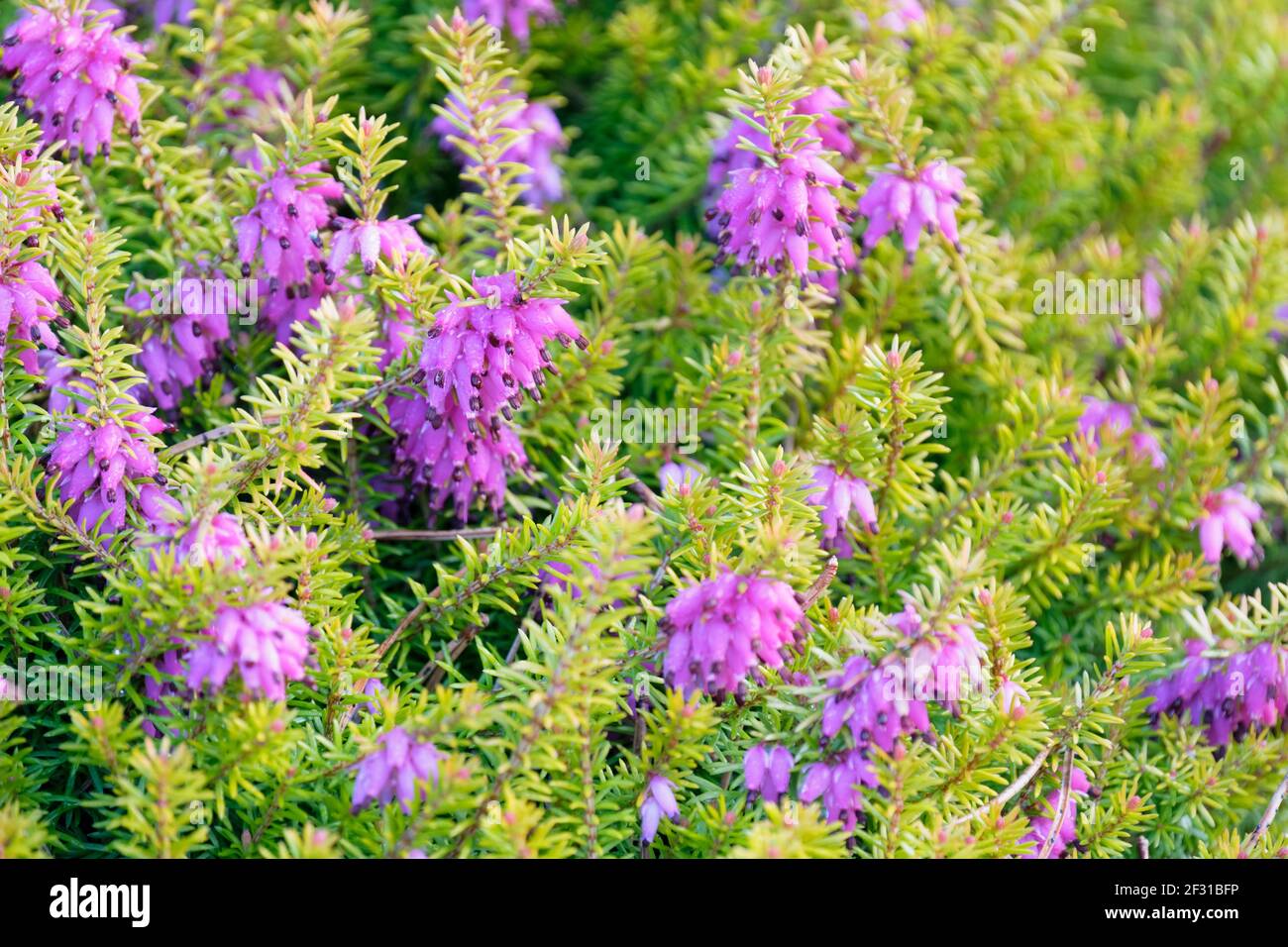 Erica carnea f. aureifolia 'Especial Extra de Bell'. Heather 'Bell's Extra Special' Foto de stock