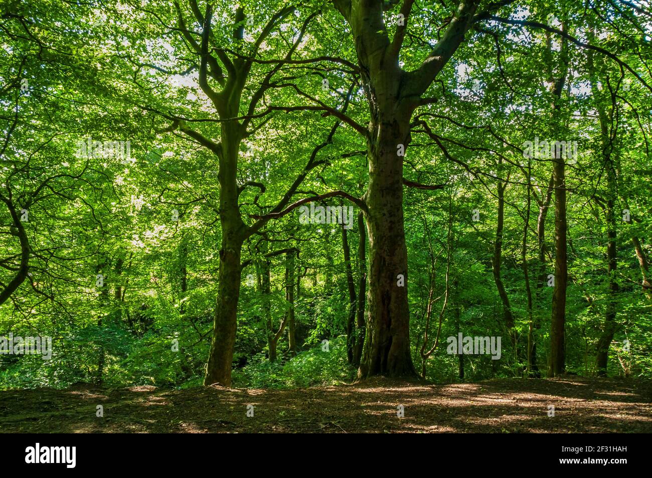 Sol primaveral a través de densos árboles en Conygree Wood, Valle sin plomo, Sheffield. Foto de stock