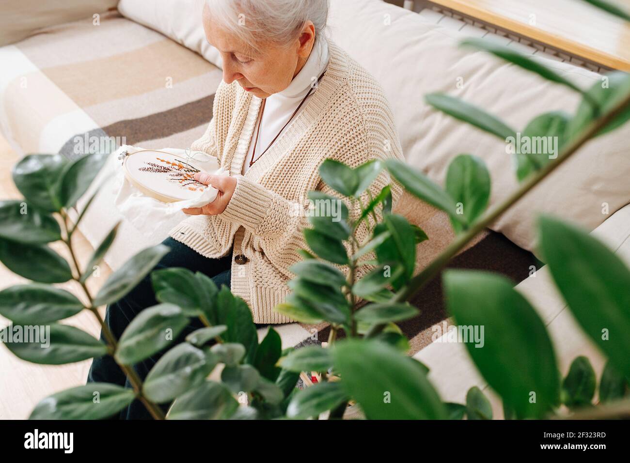 Una abuela aguda sentada en un sofá en casa, mirando de cerca el lazo  bordado con una foto. Tirado a través de las ramas de plantas de la casa  Fotografía de stock -