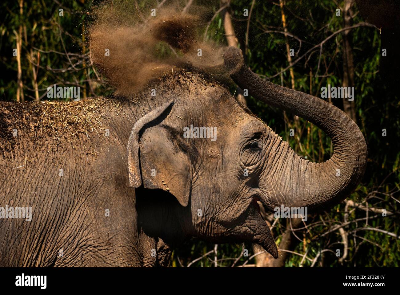 Un elefante asiático en el Zoo de Saint Louis arroja tierra y paja en su espalda mientras practica el cuidado personal el 8 de marzo de 2021. Foto de stock