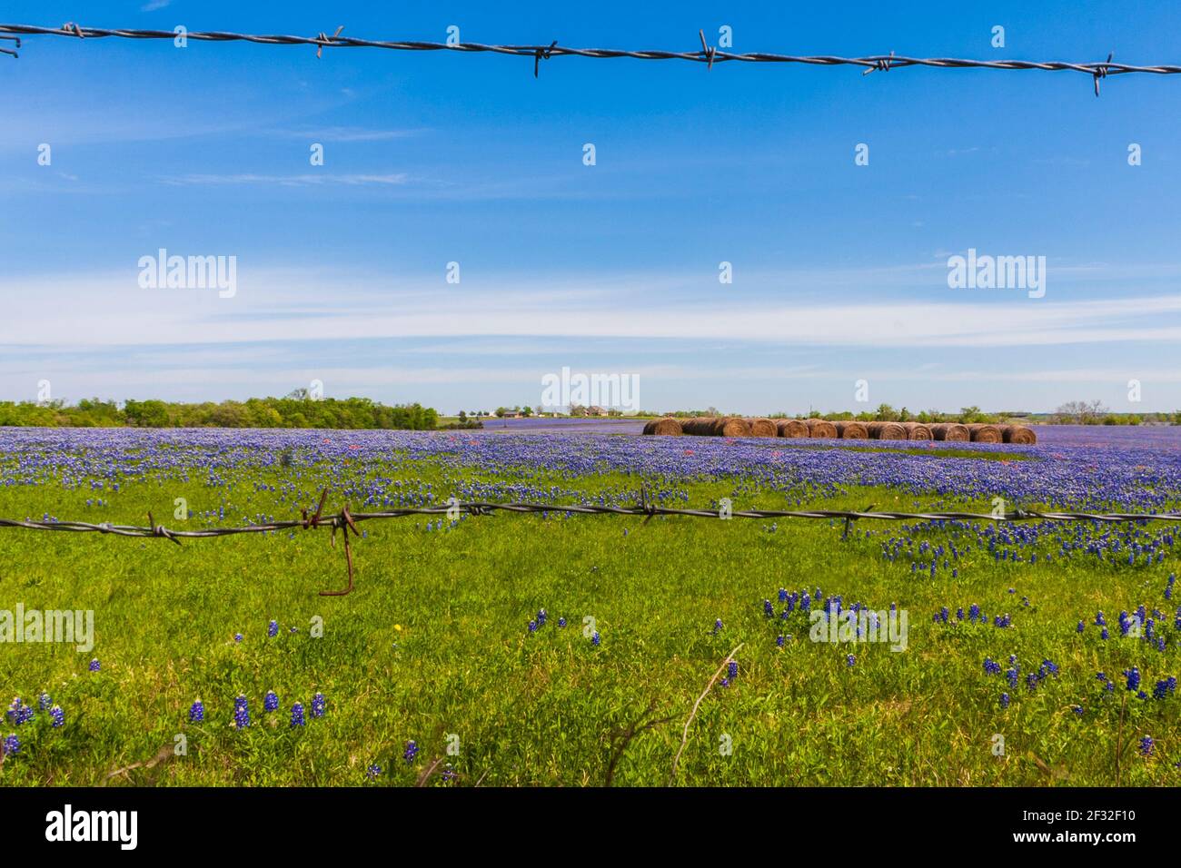 Un campo de Texas Bluebonnets, Lupinus texensis, con fardos de heno en un rancho a lo largo de la carretera Texas 382 cerca de Whitehall, Texas. Foto de stock