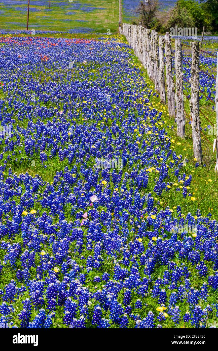 Texas Bluebonnets, Lupinus texensis y Texas Dandelions (también llamados Dandelions falsos), Pyrrhopappus carolinianus, y otras flores silvestres. Foto de stock