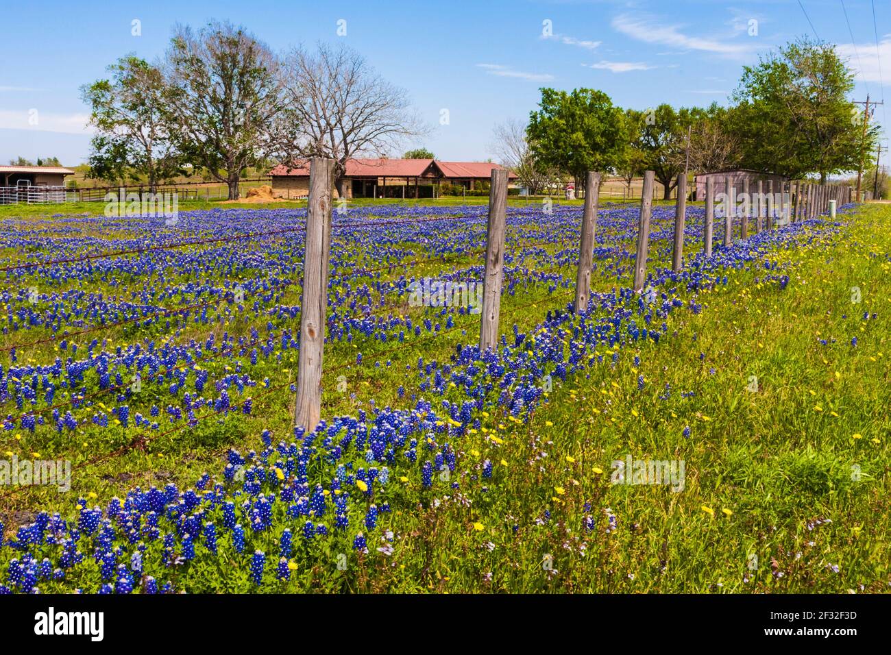Texas Bluebonnets, Lupinus texensis, a lo largo de una línea de cerca en Whitehall, Texas. Foto de stock