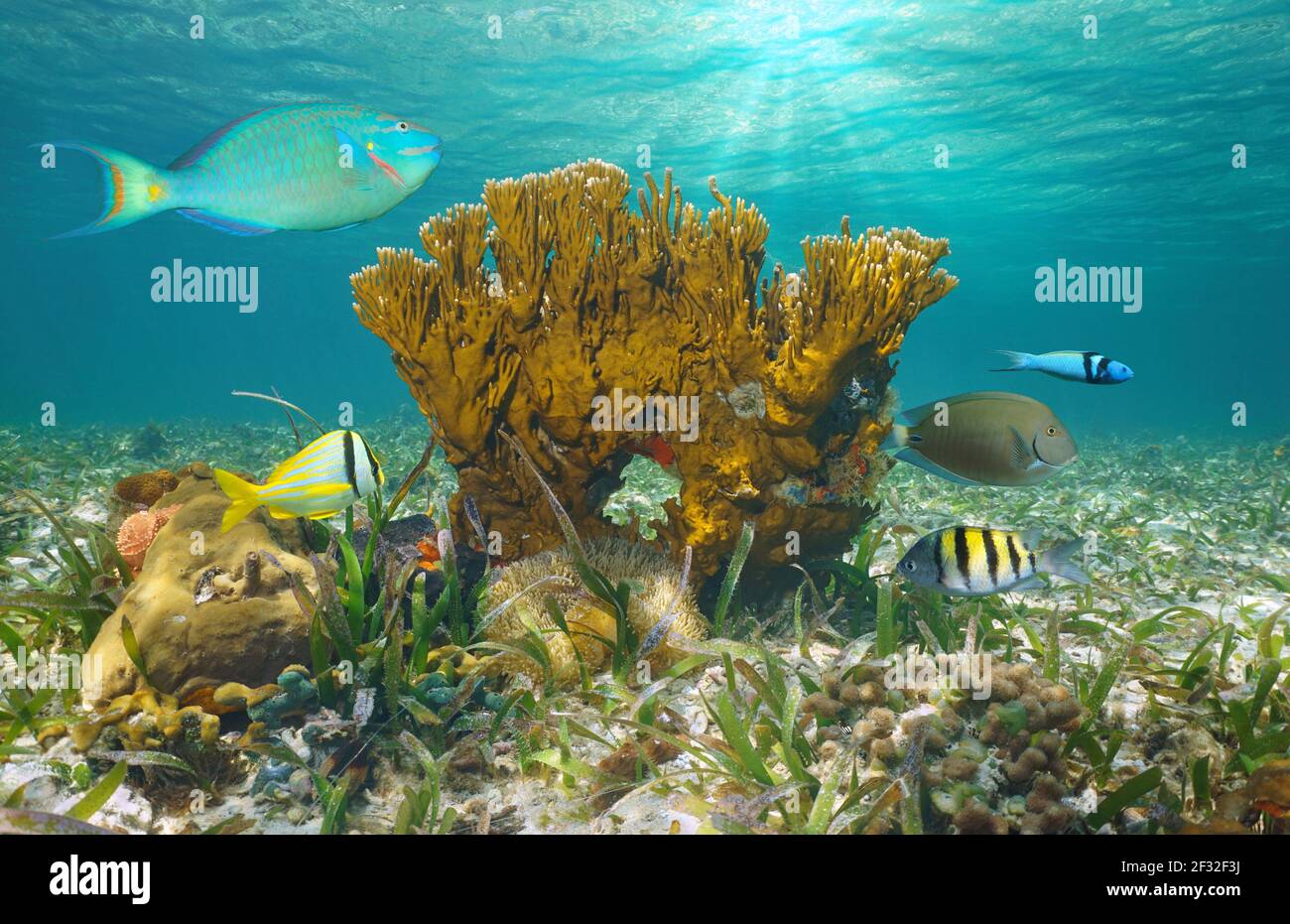 Vida marina en el océano, peces tropicales con coral fuego bajo el agua, Bahamas Foto de stock