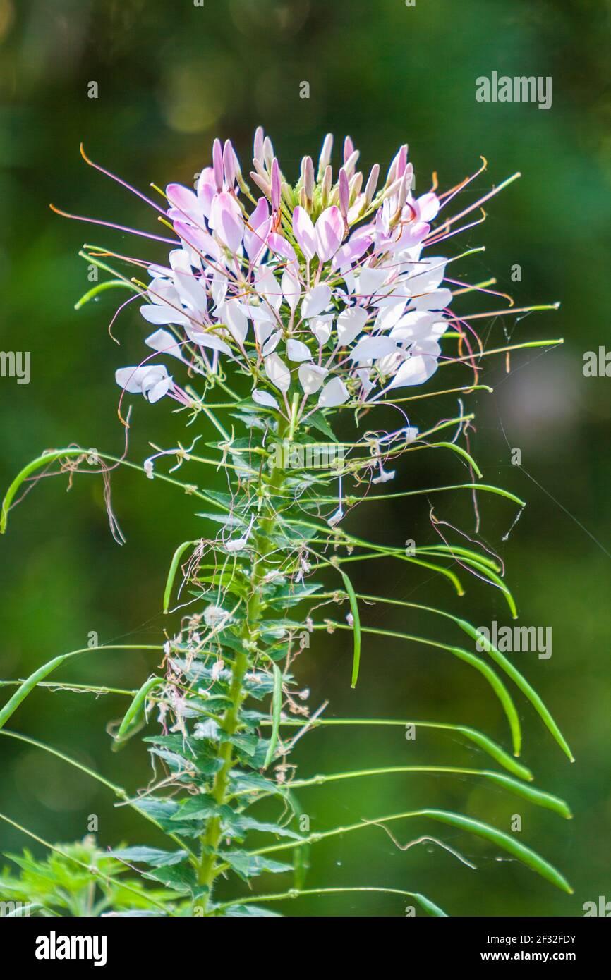 Spider Flower, Cleome hassleriana, en Mercer Arboretum y Botanical Gardens en Spring, Texas. Foto de stock