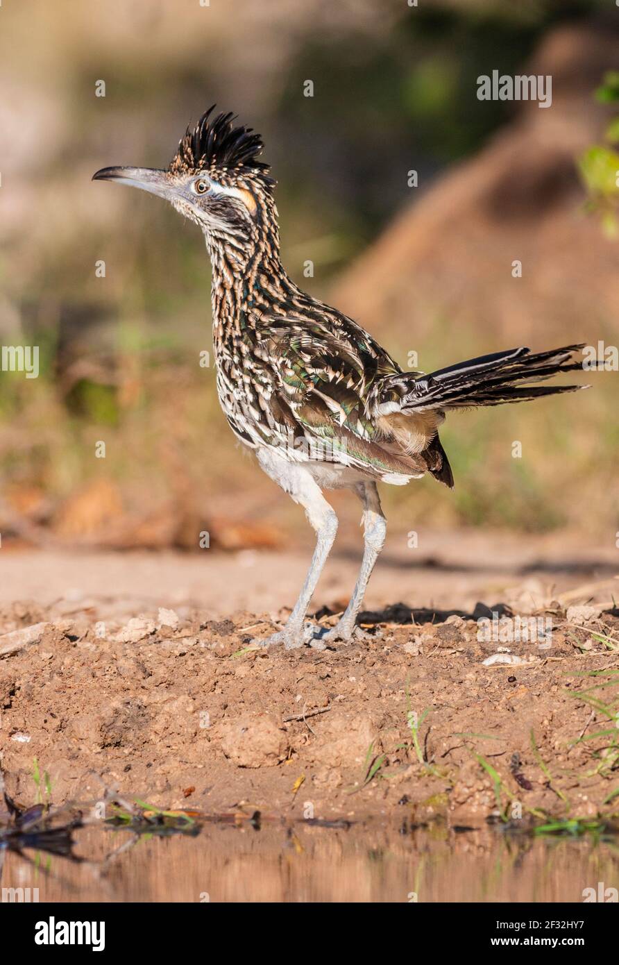 Gran Roadrunner, Geoccyx californianus, un ave de patas largas en la familia de cucos, en busca de agua y alivio del calor del verano, en un rancho en Sou Foto de stock