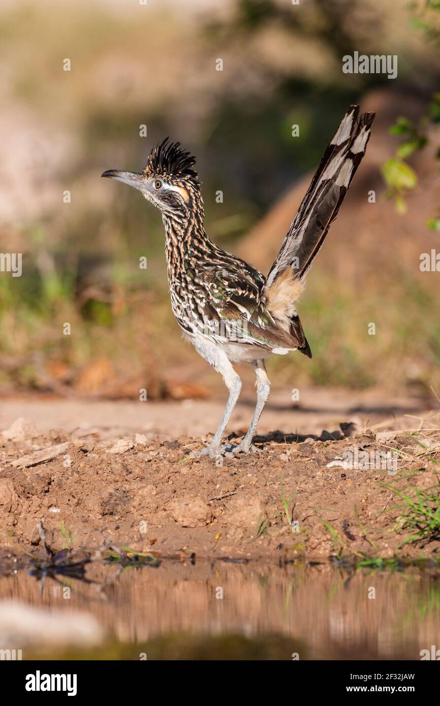 Gran Roadrunner, Geoccyx californianus, un ave de patas largas en la familia de cucos, en busca de agua y alivio del calor del verano, en un rancho en Sou Foto de stock
