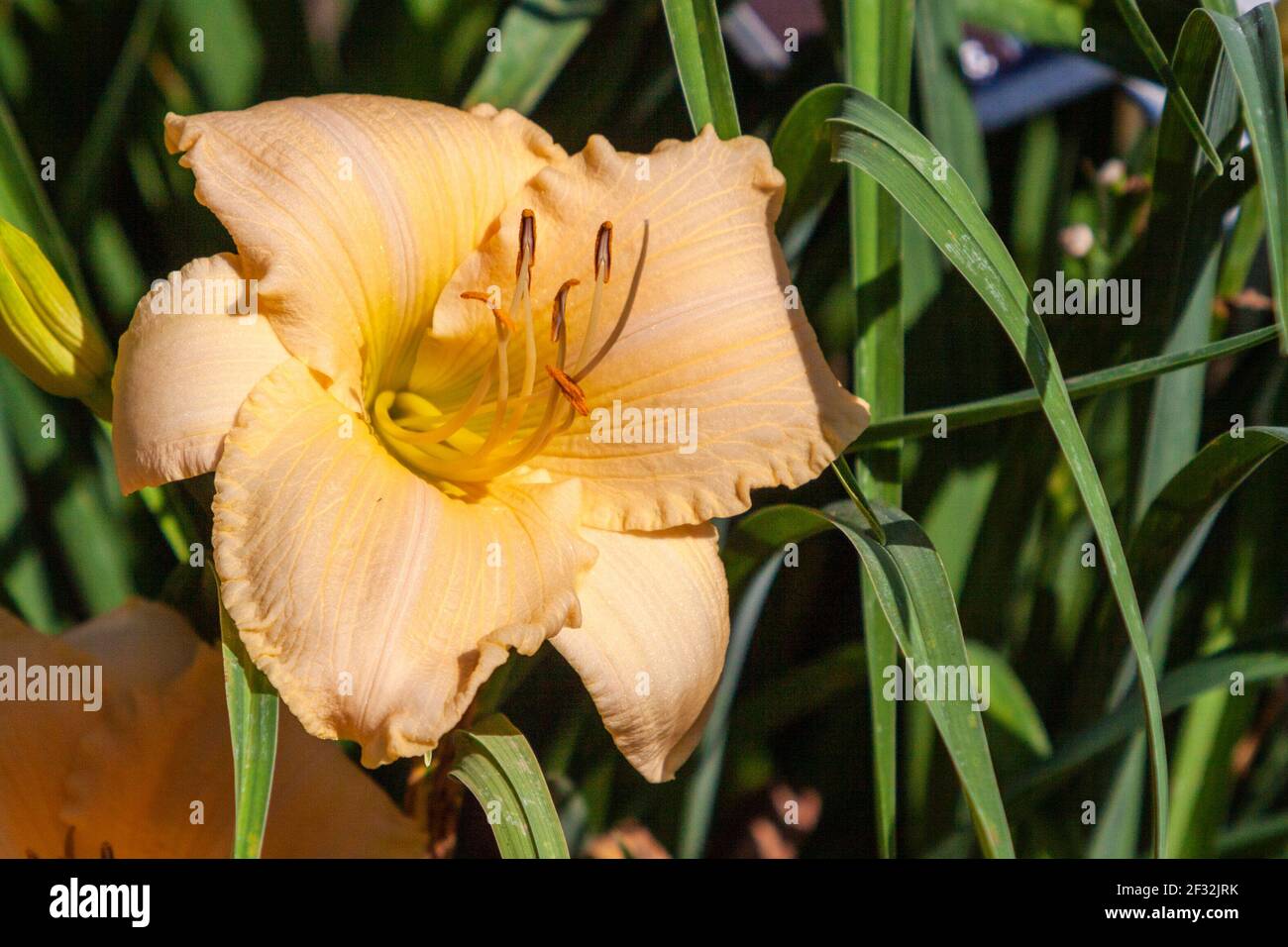 Daylily RICAMENTE BENDECIDO en Mercer Arboretum y Jardines Botánicos en Spring, Texas. Foto de stock