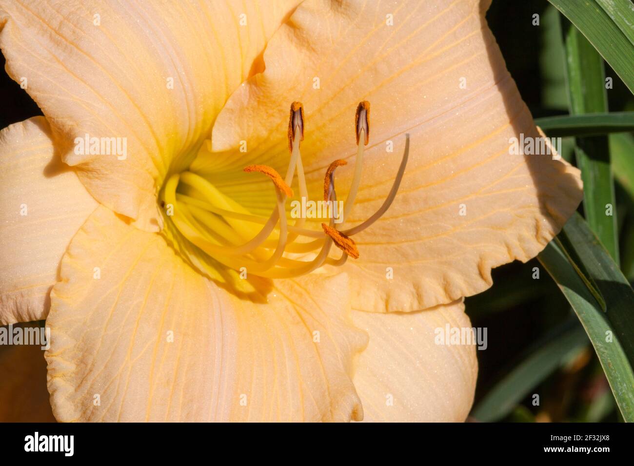 Daylily, Hemerocallis 'ricamente Bendito', en Mercer Arboretum y Jardines Botánicos en Spring, Texas. Foto de stock