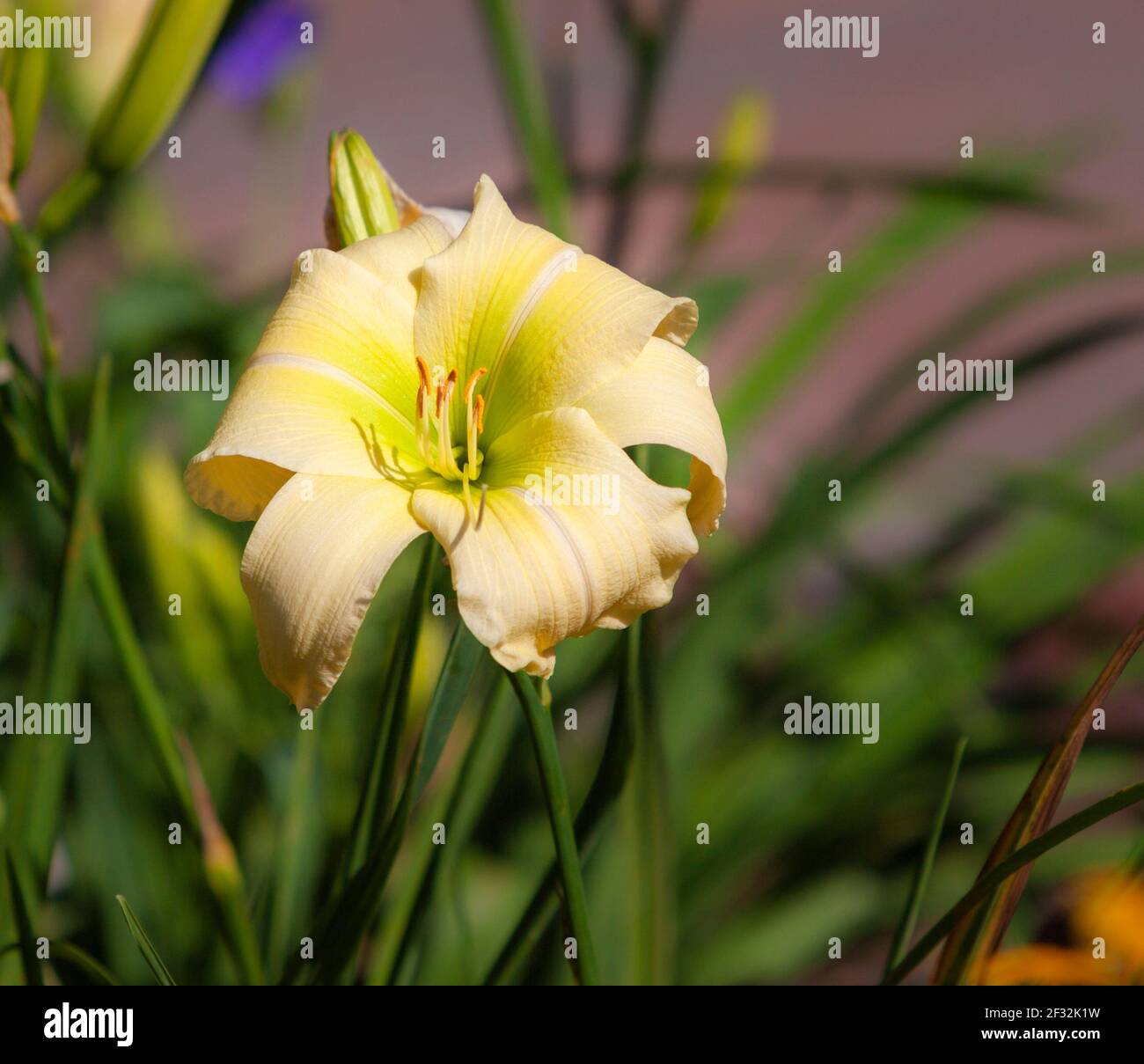 Daylily, Hemerocallis 'Mi Peggy', en Mercer Arboretum y Jardines Botánicos en Spring, Texas. Foto de stock