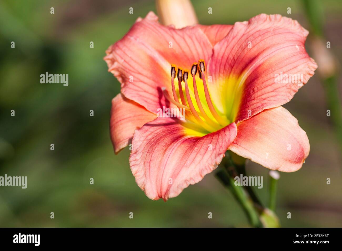 Daylily, Hemerocallis 'LITTLE IDY', en Mercer Arboretum y Botanical Gardens en Spring, Texas. Foto de stock
