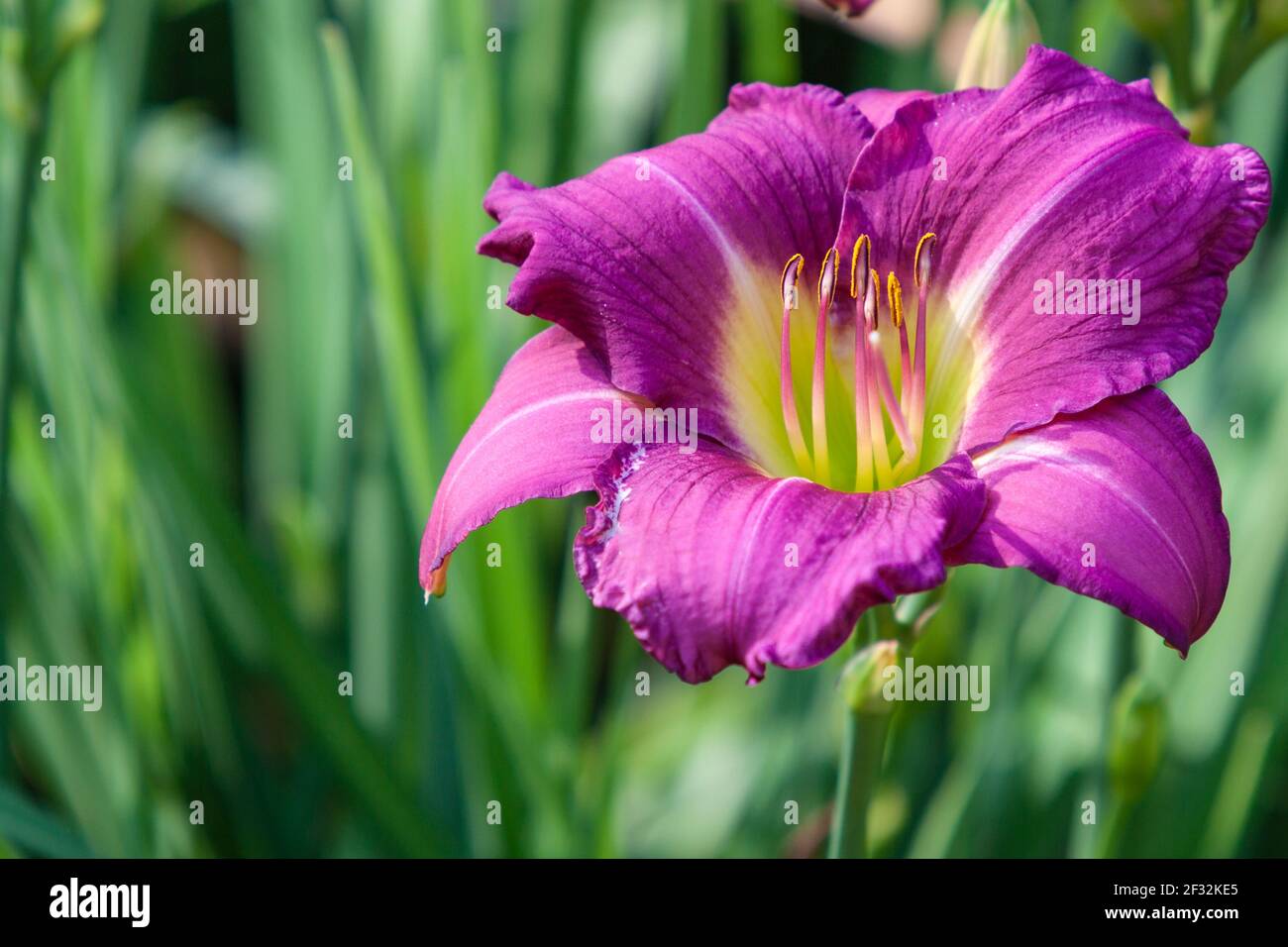 Daylily, Hemerocallis 'debbie Durio', en Mercer Arboretum y Jardines Botánicos en primavera, Texas. Foto de stock