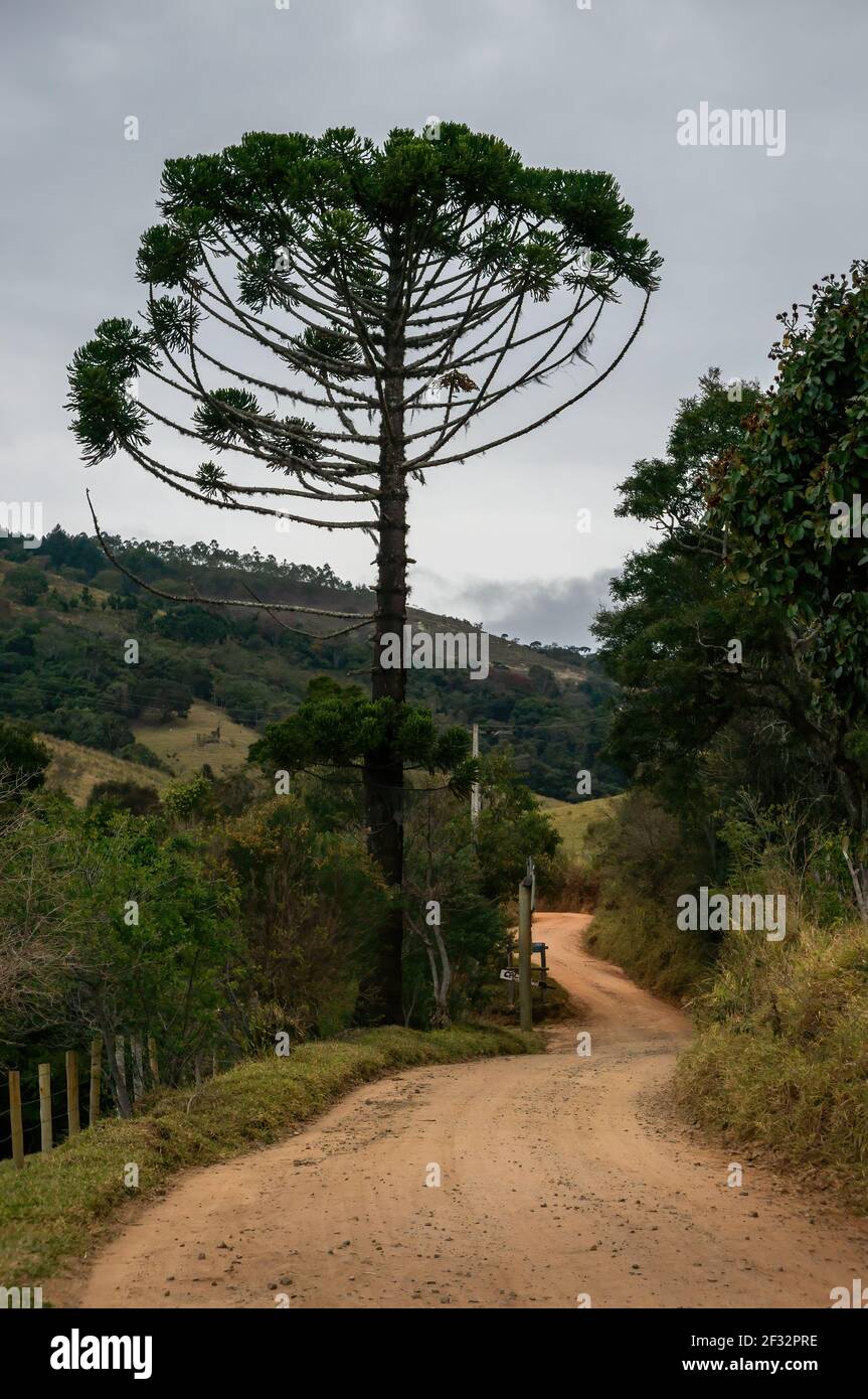 Un alto araucana araucana árbol (pino chileno) en un camino de tierra en el centro de la región de la Cordillera del Mar (Serra do Mar) como se vio en el camino a la cascada Pimenta. Foto de stock