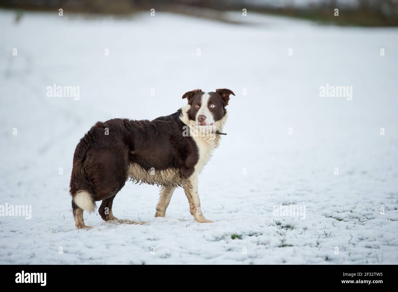 rojo y blanco borde collie perro pastor en la nieve Foto de stock