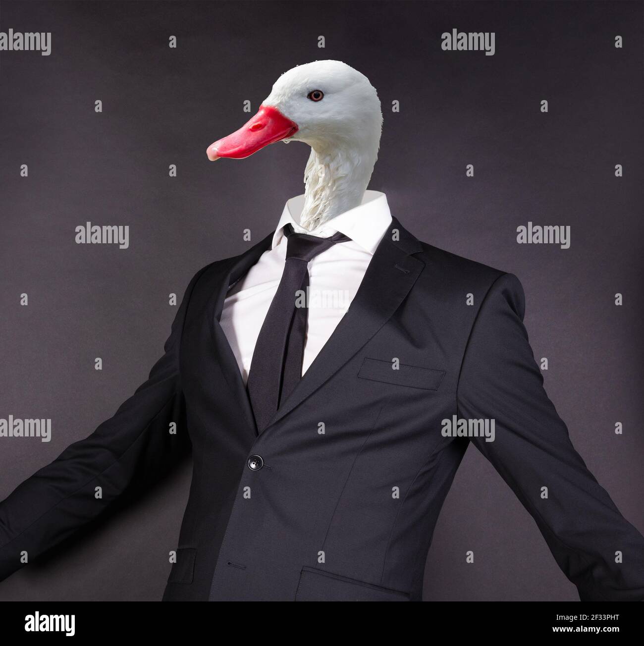 Cabeza de pato blanca en traje negro, aislada sobre negro Fotografía de  stock - Alamy