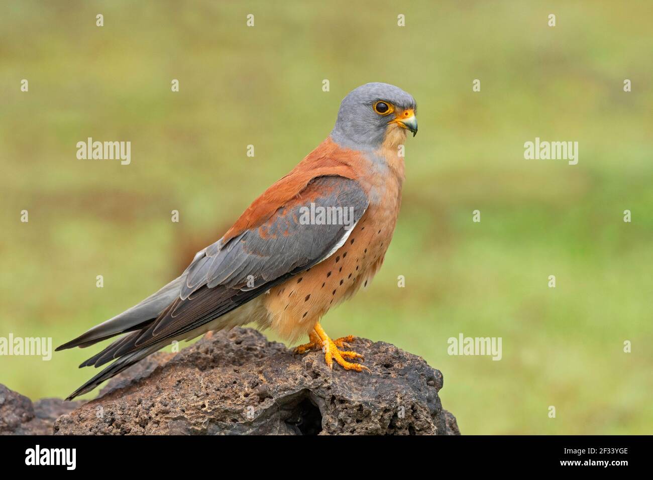Kestrel menor, Falco naumanni,l, Male, Pune. Forma muy similar al Kestrel eurasiático. Foto de stock