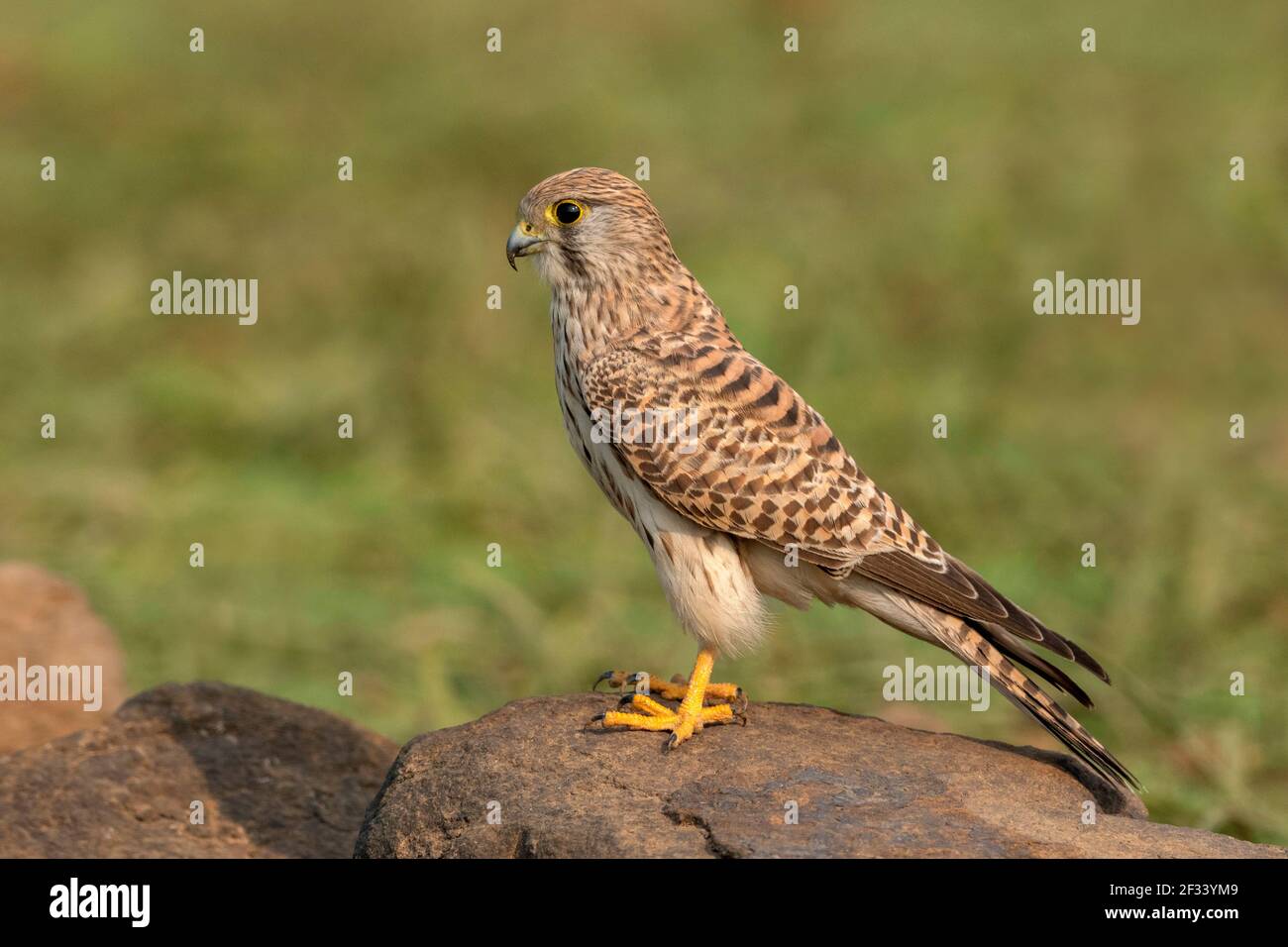 Común kestrel, Falco tinnunculus hembra, Pune Foto de stock