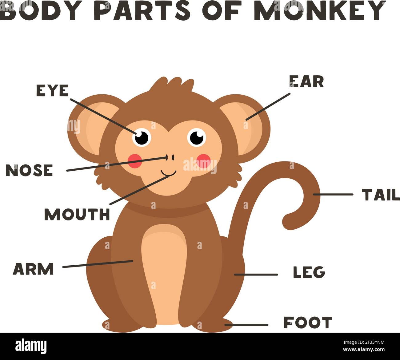 Partes del cuerpo del mono de dibujos animados. Anatomía de los animales en  inglés para los niños. Aprender palabras Imagen Vector de stock - Alamy