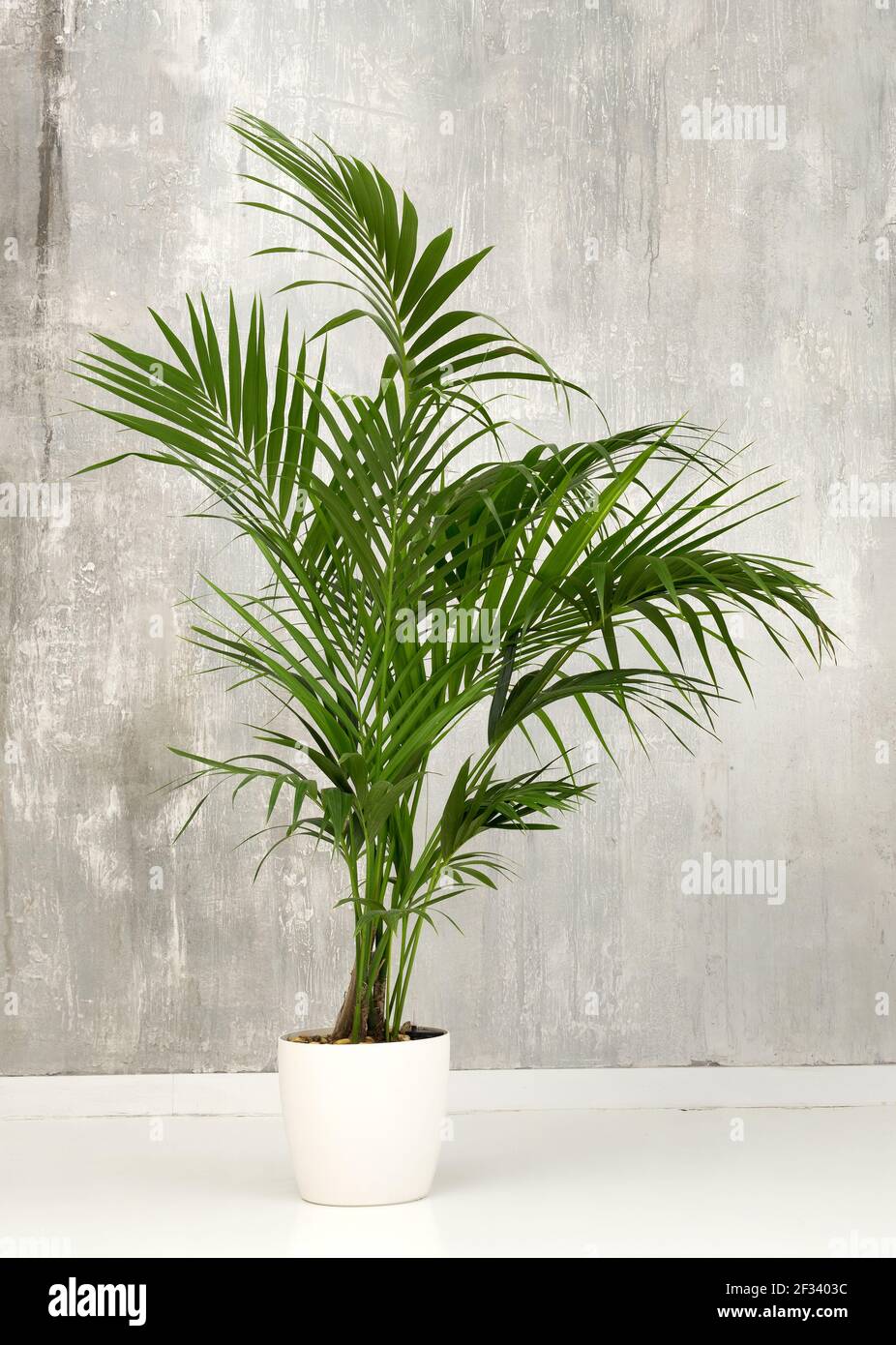 Planta de palma en maceta fotografías e imágenes de alta resolución - Alamy