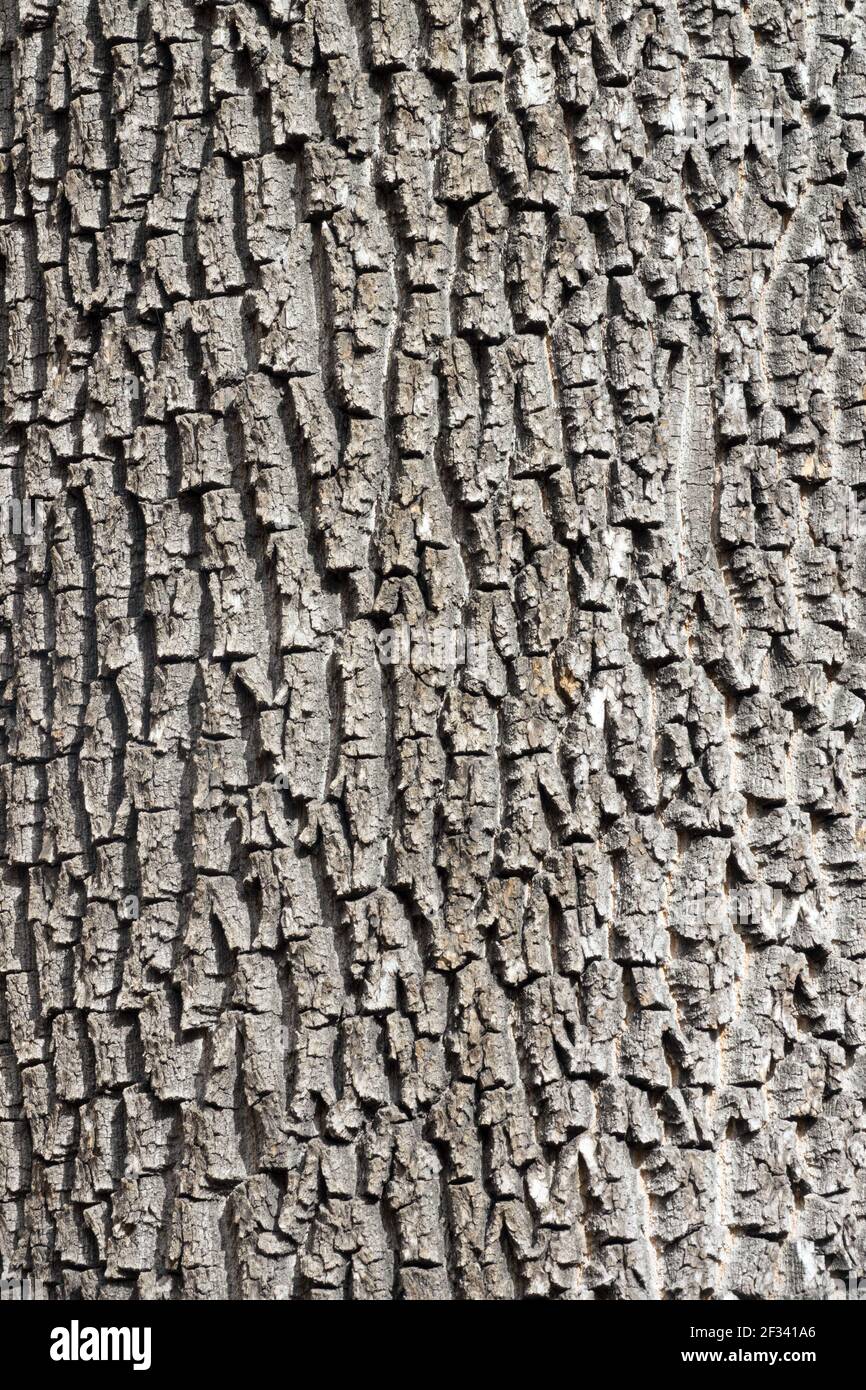 Fraxinus excelsior, tronco de fresno europeo, textura de corteza Foto de stock