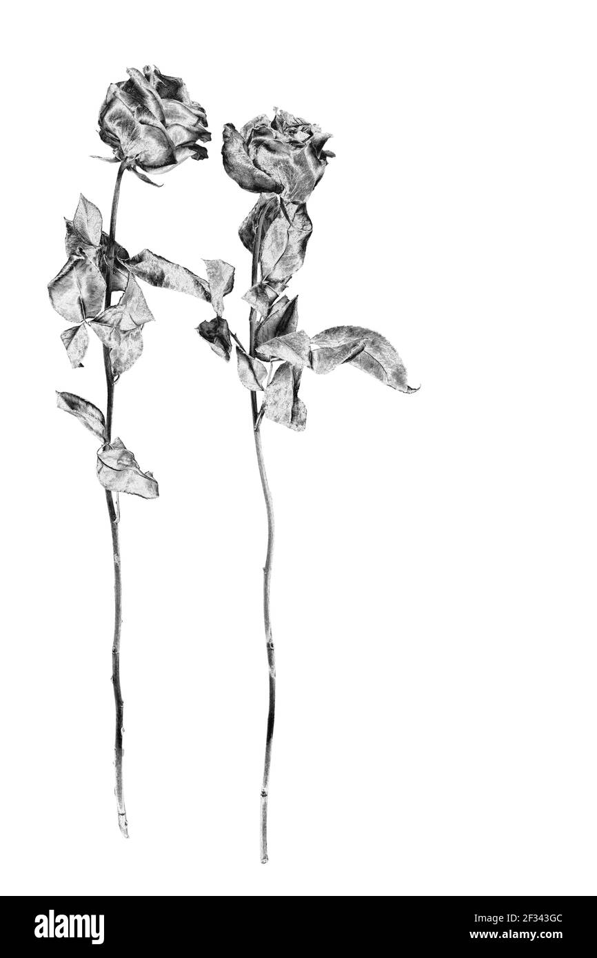 Dos flores color rosa de plata fondo blanco aislado primer plano, negro blanco largo tallo rosas bouquet, hermosa flor de metal gris brillante y hojas, decoración Fotografía de stock - Alamy Dos flores color rosa de plata fondo blanco aislado primer plano, negro blanco largo tallo rosas bouquet, hermosa flor de metal gris brillante y hojas, decoración Fotografía de stock - Alamy
