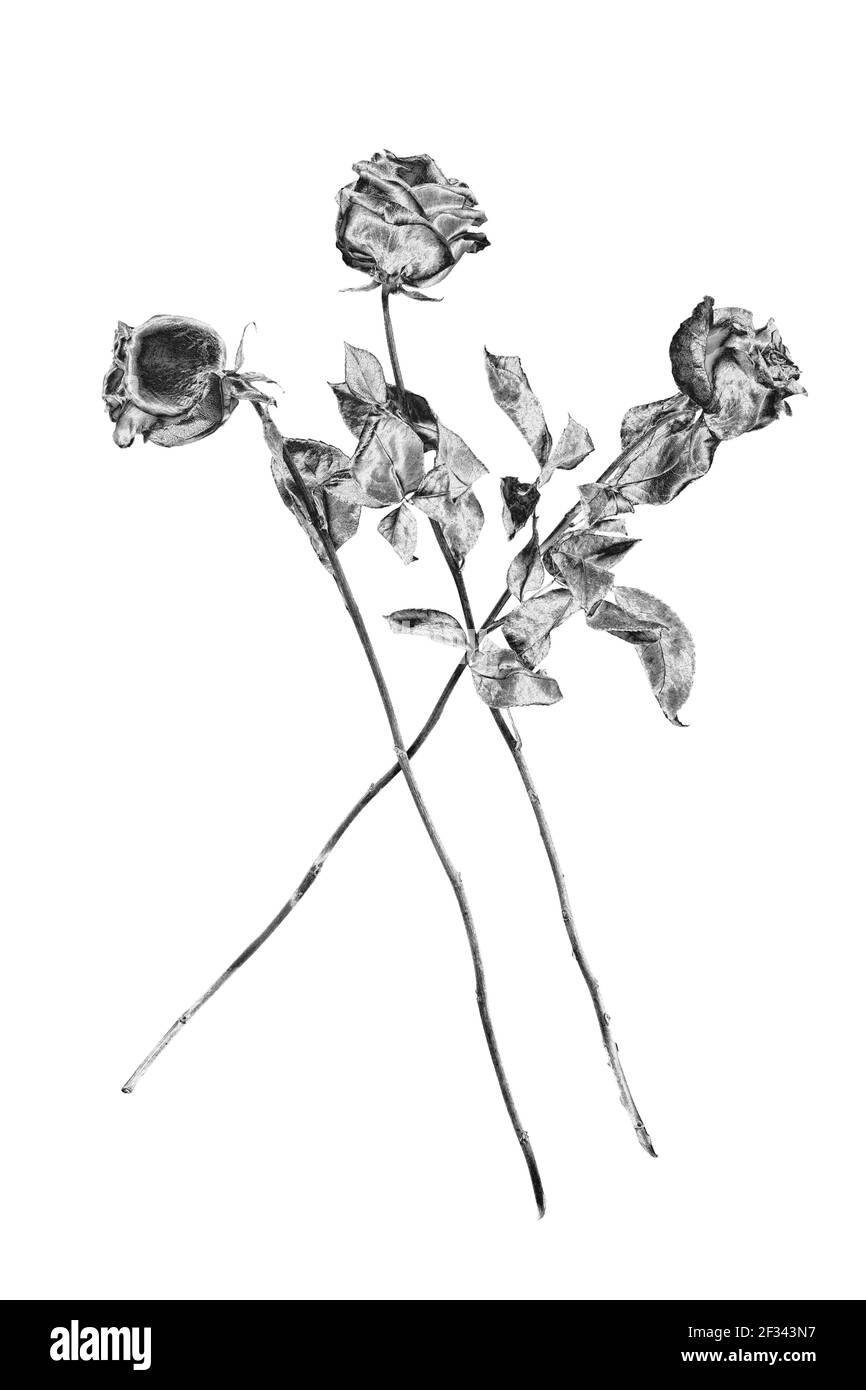 Tres flores de color rosa de plata fondo blanco aislado primer plano, negro blanco largo tallo rosas ramo, hermosa flor y hojas de metal gris brillante, decoración Fotografía de stock - Alamy Tres flores de color rosa de plata fondo blanco aislado primer plano, negro blanco largo tallo rosas ramo, hermosa flor y hojas de metal gris brillante, decoración Fotografía de stock - Alamy