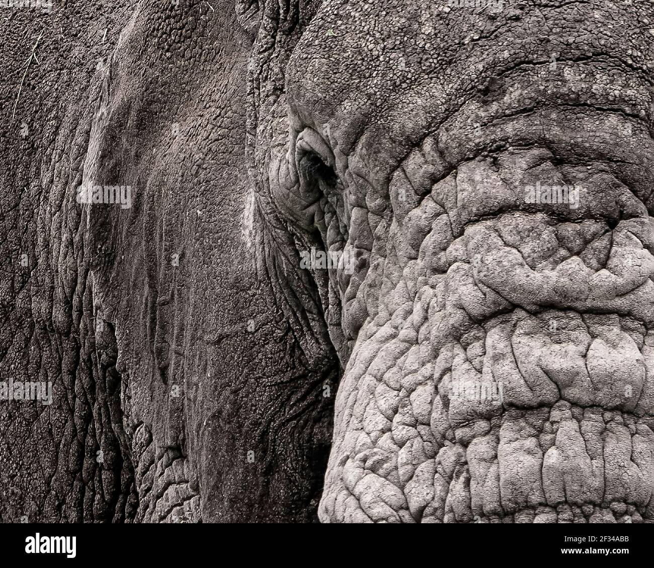 Cerca de elefante arbusto africano (Loxodonta africana) en el cráter Ngorongoro, Tanzania Foto de stock