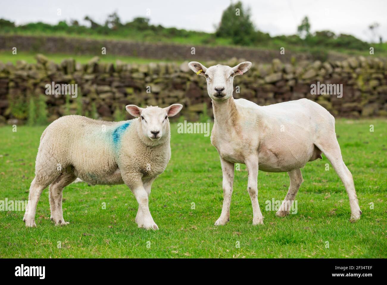 oveja y cordero único en el verde campo agrícola británico Foto de stock