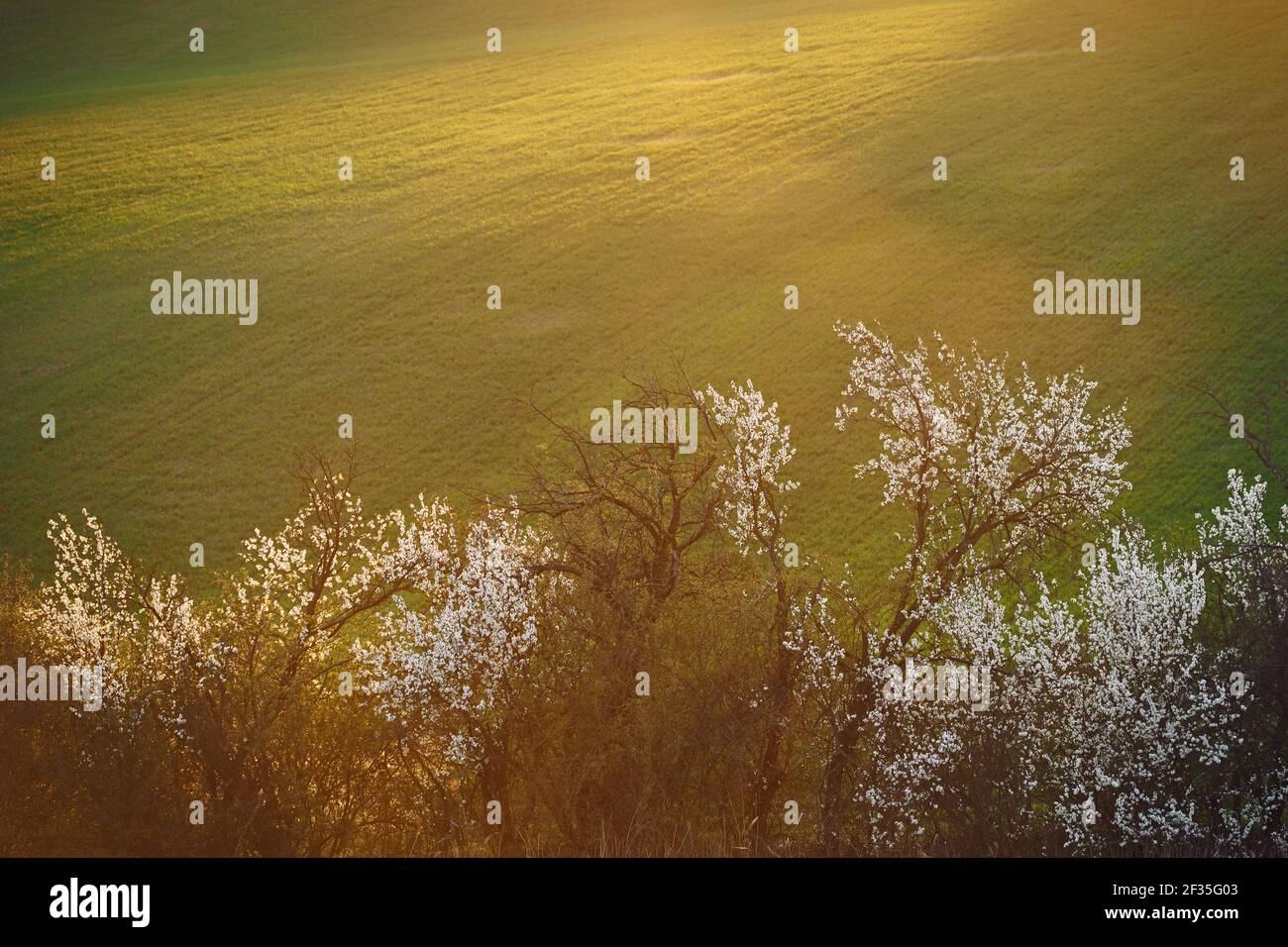 Paisaje florido de primavera en Moravia en Europa Central Foto de stock