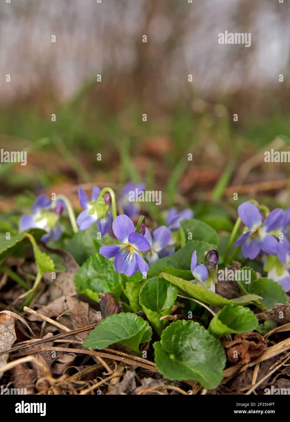 Violeta salvaje en primavera. Primeros planos florecientes. Naturaleza de  fondo Fotografía de stock - Alamy