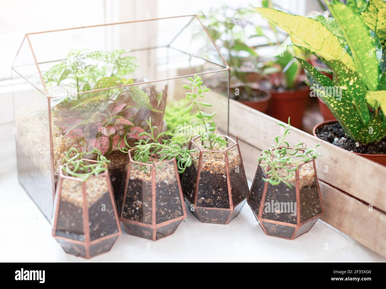 Florarium de vidrio con plantas verdes, frescas mini-suculentas y macetas  de plantas de la casa en casa a la luz del día Fotografía de stock - Alamy