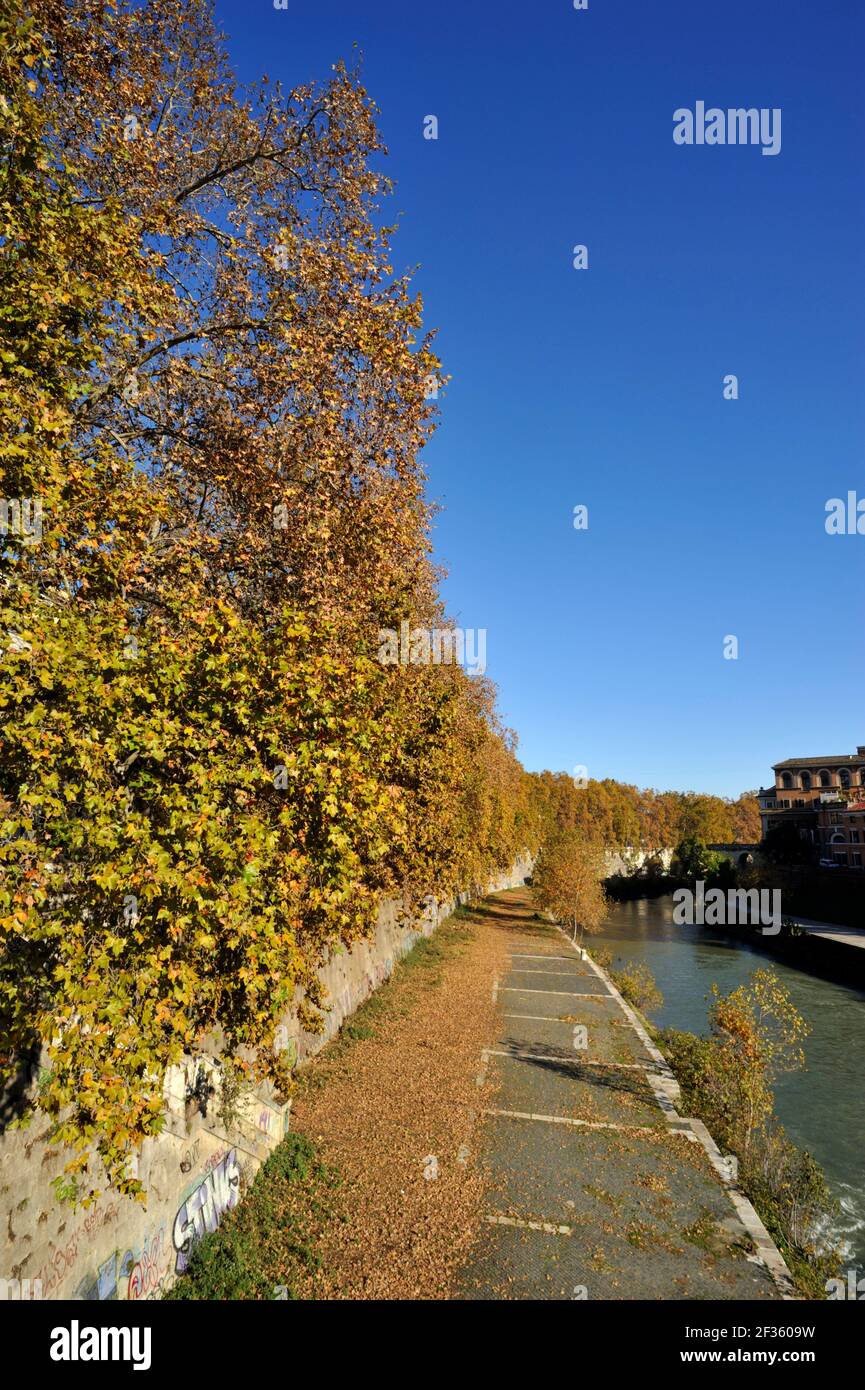italia, roma, río tíber, árboles otoñales Foto de stock