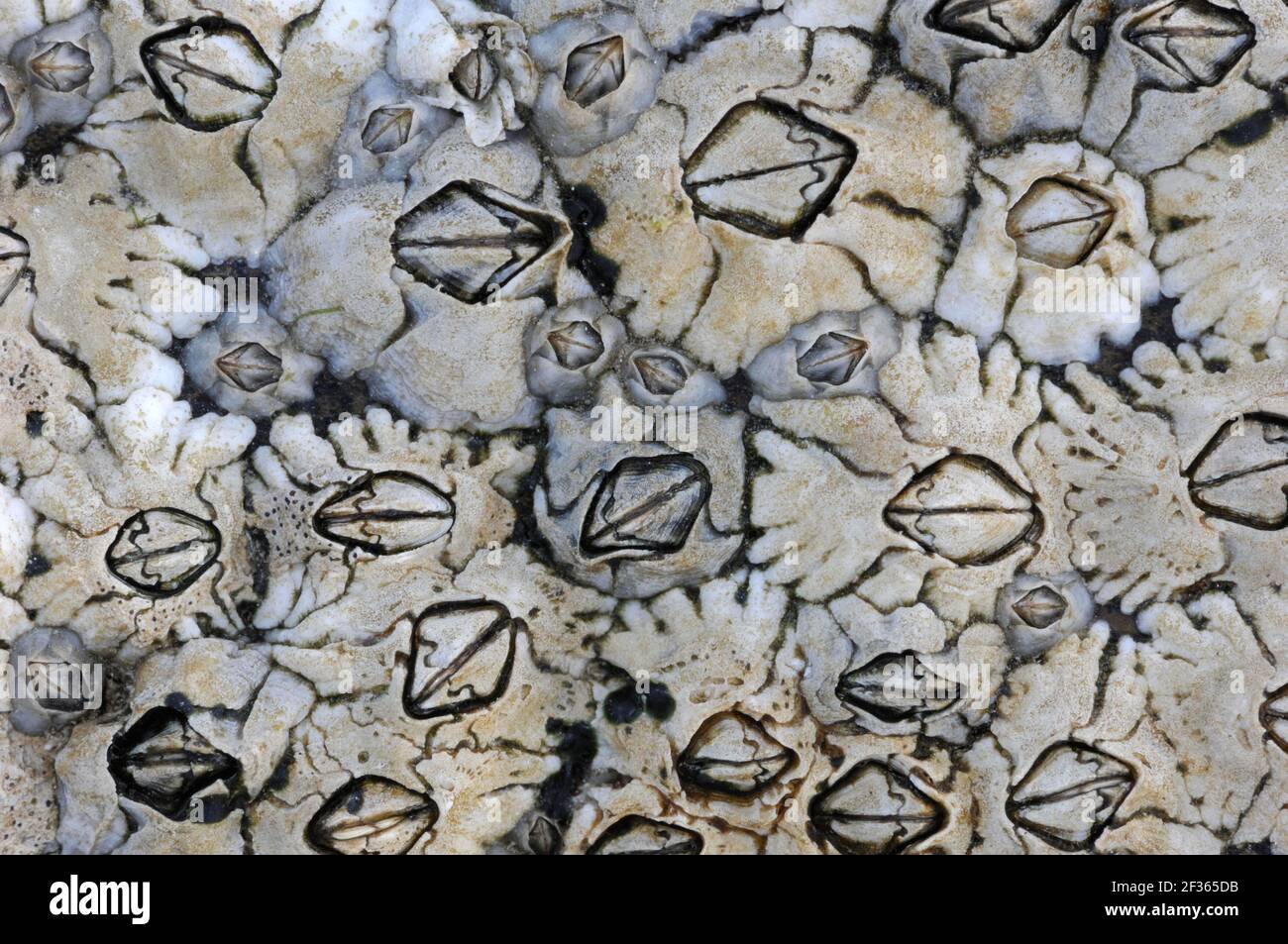 BARNACLE DE ACORN Elminius modesus Ballyhenry Point, Strangford Lough, County Down, Credit:Robert Thompson / Avalon Foto de stock