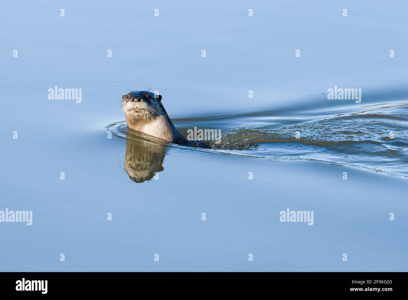 Una nutria de río pone la cabeza para un curioso Mire en el agua de marea azul en el Valle de Skagit de Estado de Washington Foto de stock