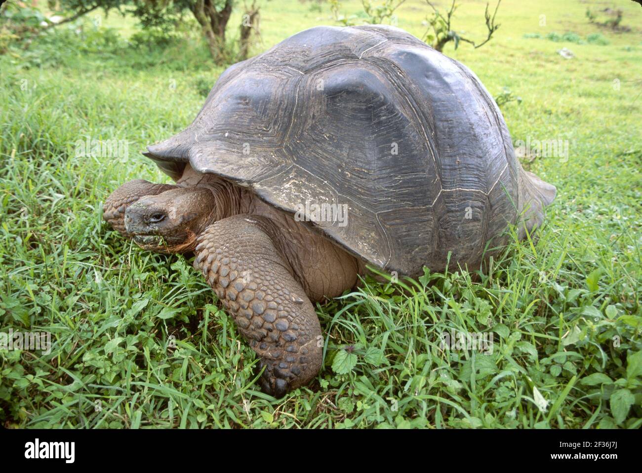 Islas Galápagos Isla de Santa Cruz Ecuador Ecuatoriano América del Sur, Rancho Mariposas de Steve Devine Tierras Altas de Tortuga Gigante, Foto de stock