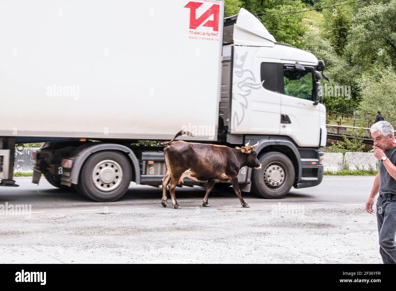 7-16-2019 Military Highway Georgia camión ruso de transporte semi largo Camino en Georgia con milkcow caminando al lado de adentro y el hombre fumar cigarrillos caminando Foto de stock