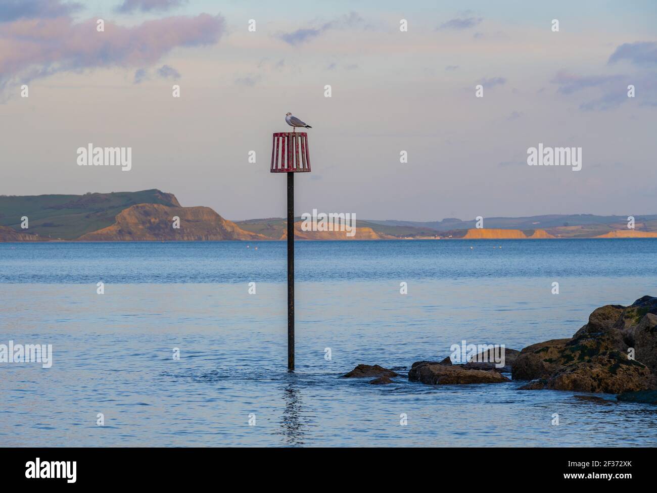 Lyme Regis, Dorset, Reino Unido. 15th de marzo de 2021. El tiempo en el Reino Unido: Una gaviota encaramada en un marcador mirando hacia la costa Jurásica y el Golden Cap justo antes de la puesta de sol. Los acantilados de West Bay y Burton Bradstock vistos en la distancia brillan de oro en el sol de la tarde. Crédito: Celia McMahon/Alamy Live News Foto de stock