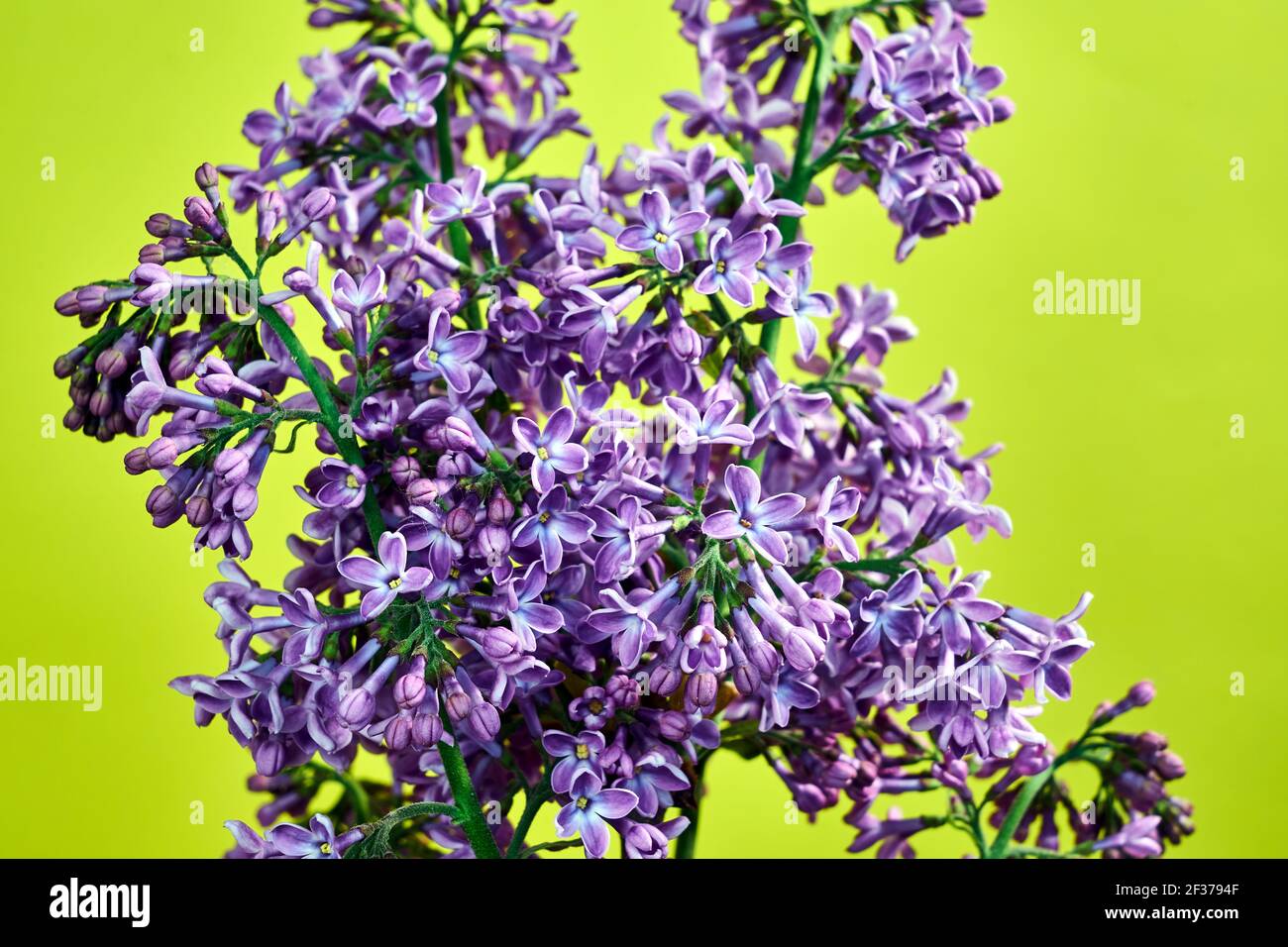 Flores lilas pequeñas y en flor en primavera sobre un fondo amarillo  Fotografía de stock - Alamy