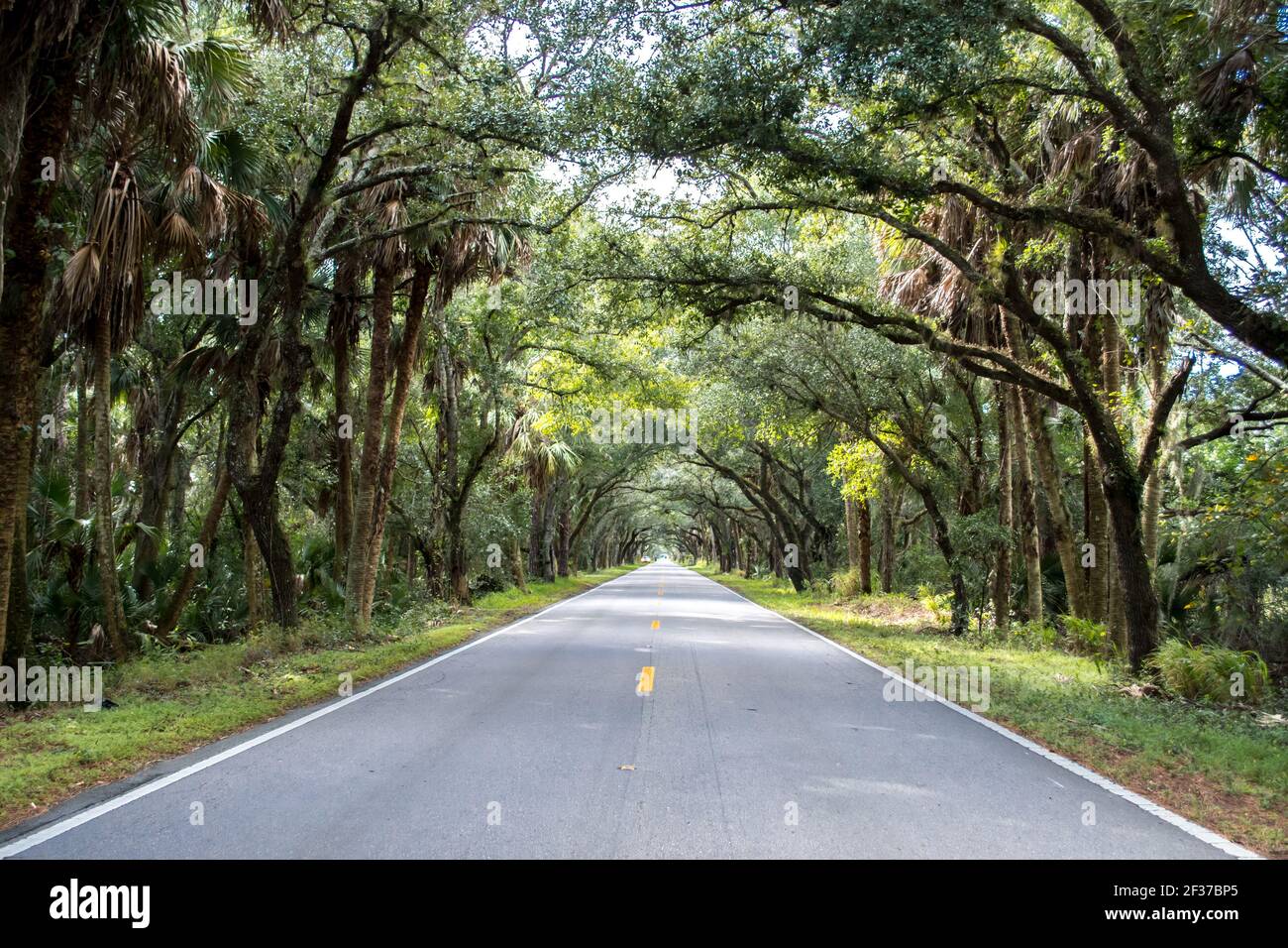 Conduzca a través de los árboles banianos en el túnel de árboles en Florida, carretera solitaria, carretera bordeada de árboles, hermosa naturaleza Foto de stock