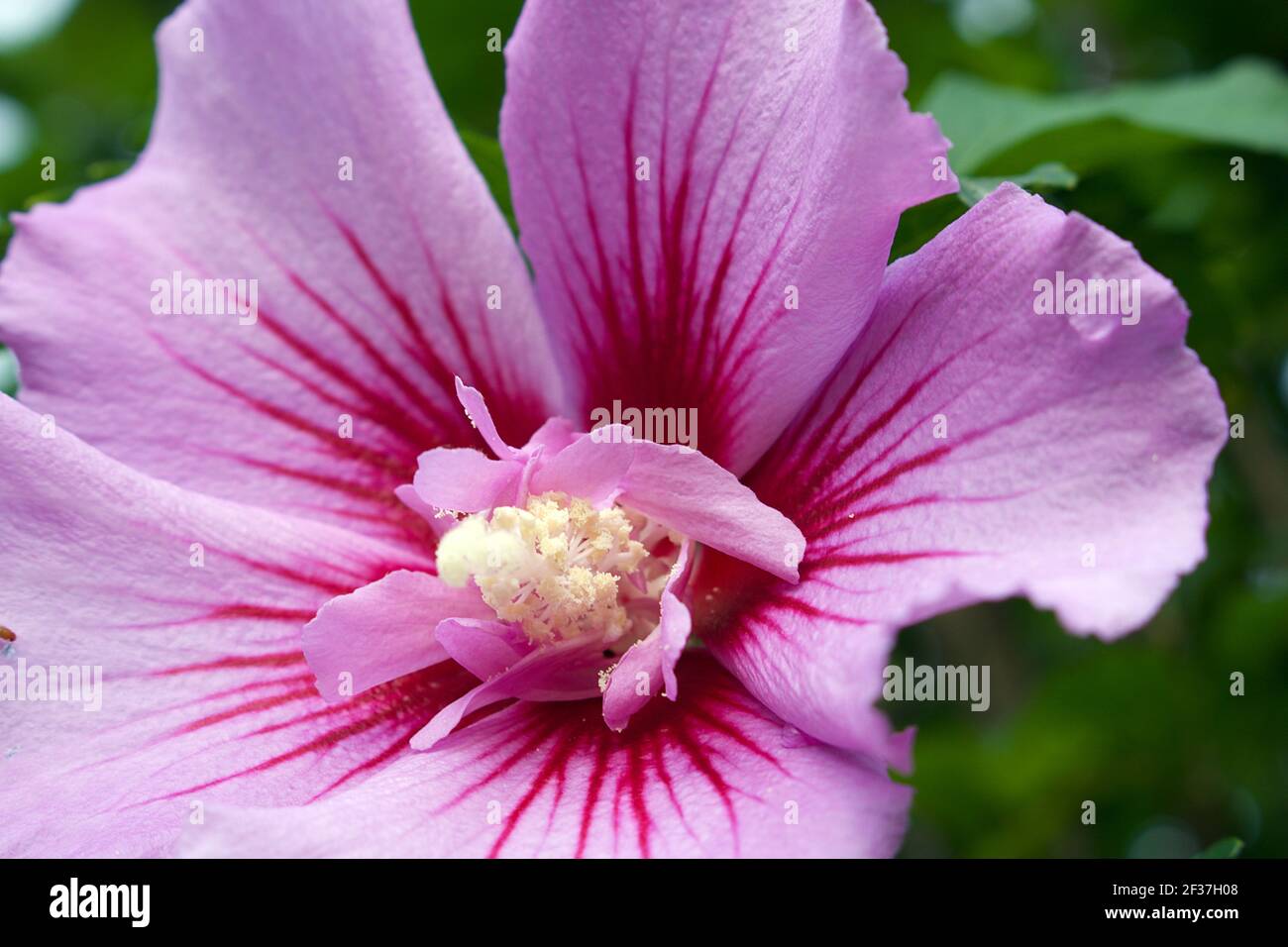 Primer plano de la hermosa flor rosa púrpura Hibiscus syriacus (Rosa de Sharon). Foto de stock