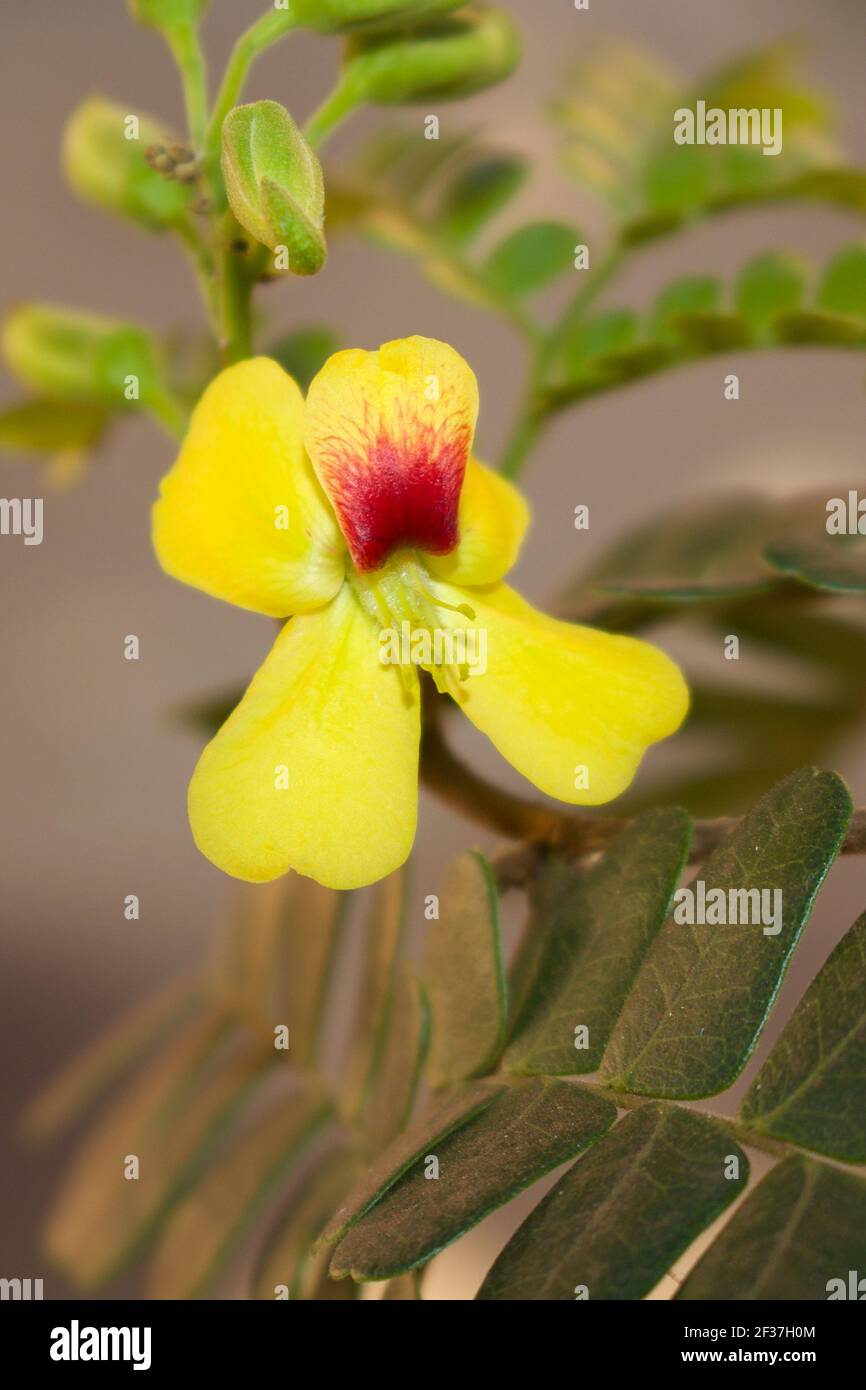 Primer plano de una flor Caesalpinia echinata, una especie endémica del Bosque Atlántico. Es comúnmente conocido como brazilwood, el árbol nacional de Brasil Fotografía de stock - Alamy Primer plano de una flor Caesalpinia echinata, una especie endémica del Bosque Atlántico. Es comúnmente conocido como brazilwood, el árbol nacional de Brasil Fotografía de stock - Alamy