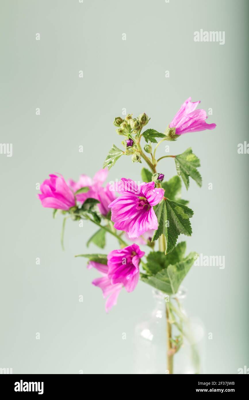 Malva sylvestris. Malva sylvestris, planta de Mallow con flores de color lila rosa. Fondo floral. Foto de stock