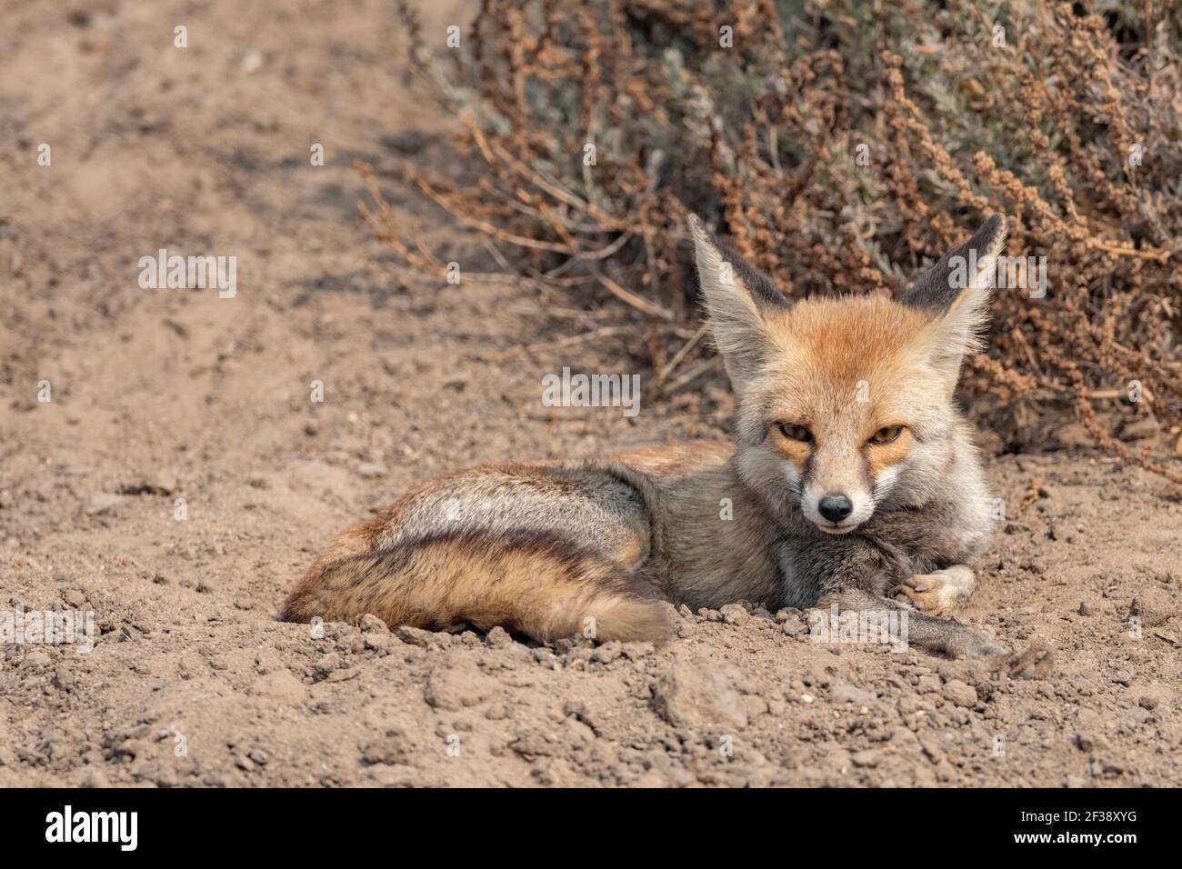 Desierto de Fox, Vulpes zerda, pequeña Rann de Kutch, Gujarat, India Foto de stock