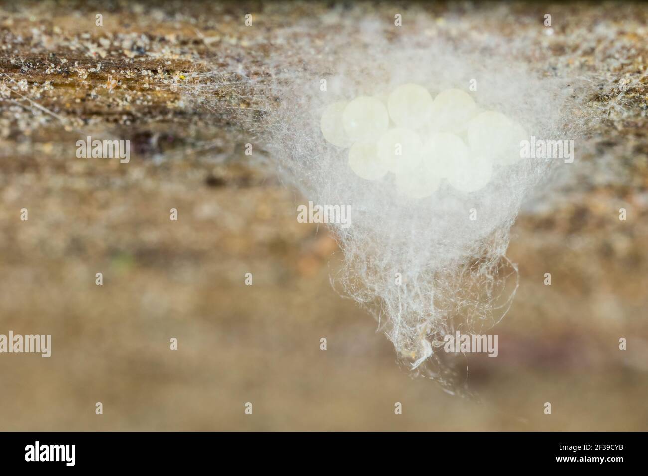 Saco de huevo de araña de tela-enredos (Theridiidae) Foto de stock