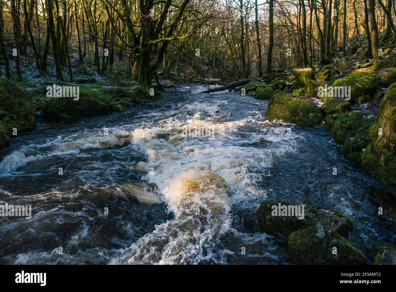 A última hora de la tarde luz del sol mientras el río Fowey fluye a lo largo de Golitha Falls en el bosque histórico y antiguo Draynes Wood en Cornualles. Foto de stock