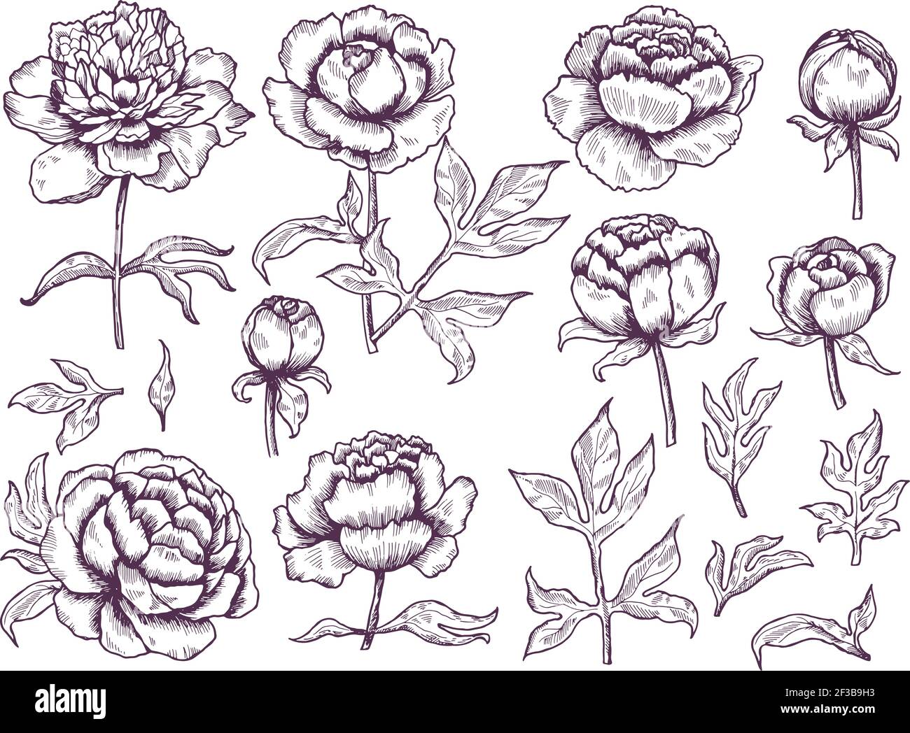 Fideos peonías. Hojas y capullos flores dibujos vector botánico colección dibujado a mano Ilustración del Vector