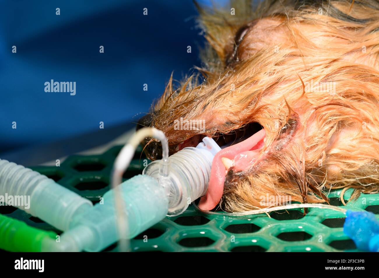 Perro intubado en la sala de cirugía de la clínica veterinaria. Foto de  alta calidad Fotografía de stock - Alamy