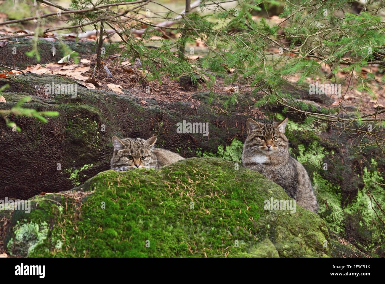 Dos gatos salvajes (Felis silvestris) Sentado en la roca en su entorno natural en Europa bosque Foto de stock