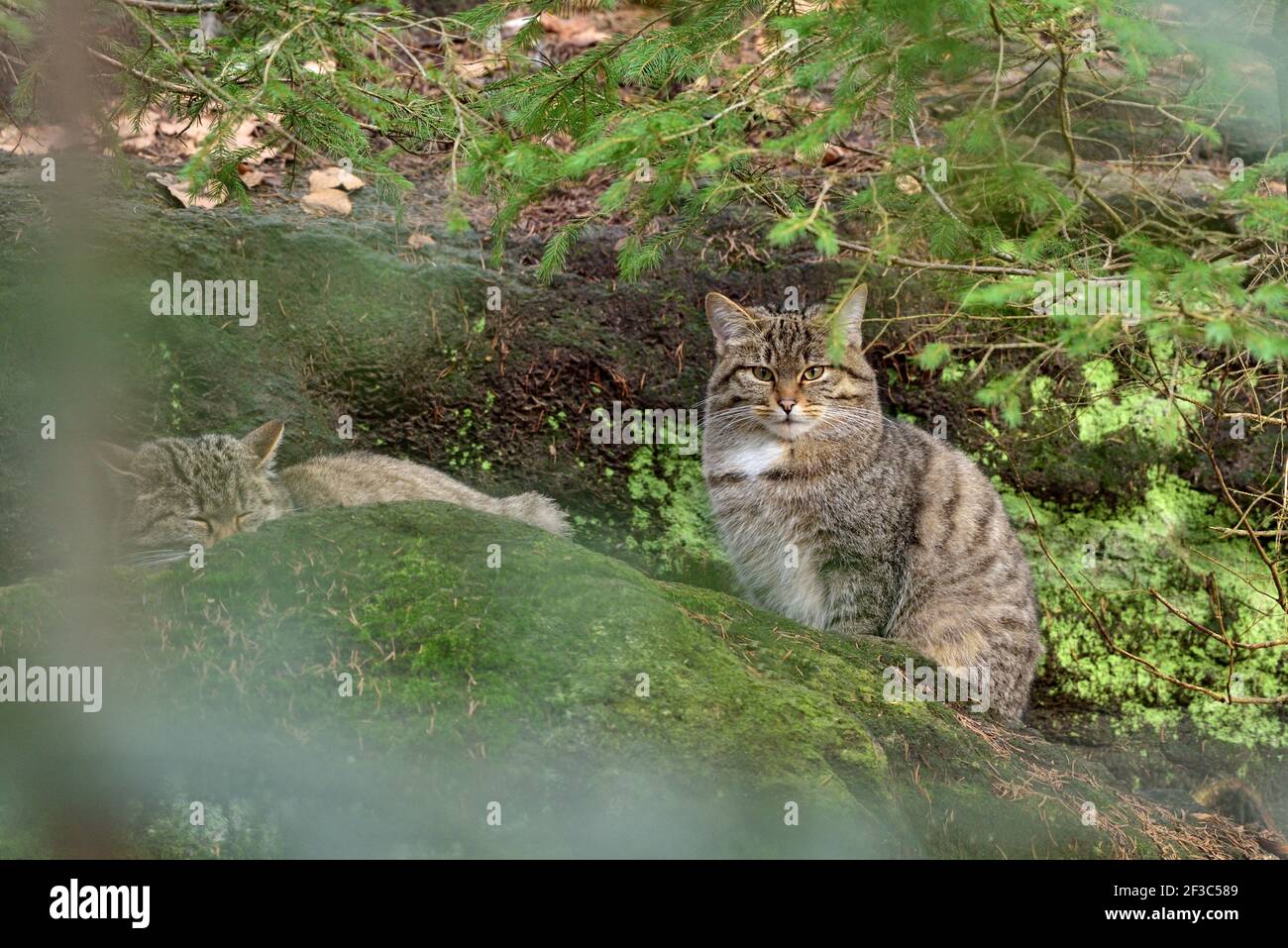 Dos gatos salvajes (Felis silvestris) Sentado en la roca en su entorno natural en Europa bosque Foto de stock