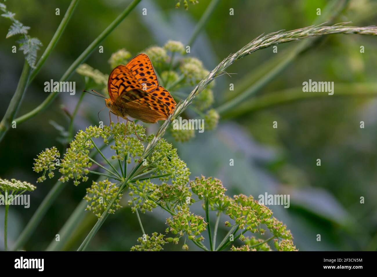 Mariposa naranja-negra en las hojas de la familia de las mariposas Nymphalidae Foto de stock